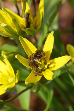 Pofuduk kahverengi Andrena arısına yakın plan. Kanatları olan, ilkbaharda bir yaban kazı bahar bitkisine polen ve nektar toplayan.                               