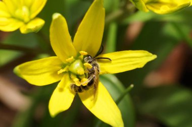Küçük, kabarık çizgili ve kahverengi Andrena arısının kanatları ve antenleri yaban kazı soğan bitkisinin üzerinde sarı bir flowe ile