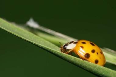  Kafkas sarı-siyah uğur böceğinin yeşil dar bir yaprağın üzerinde duran pençeleri ve antenleri ile makro yan görüntüsü                              