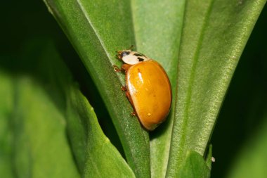 Yazın yağmurdan sonra yaprağın üzerinde sarı Kafkas uğur böceği Coccinella 'nın Macro manzarası                              