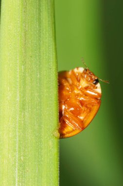 Kafkas sarısı uğur böceğinin Macro 'su zırhında siyah noktalar olan değiştirilebilir Harmonia axyridis.                               