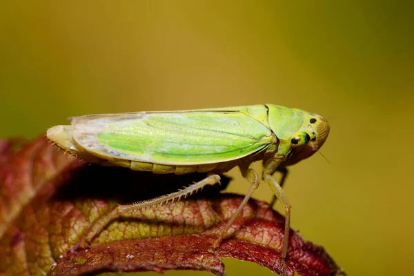 Macro Vista Laterale Una Piccola Foglia Verde Chiaro Caucasico Con — Foto Stock