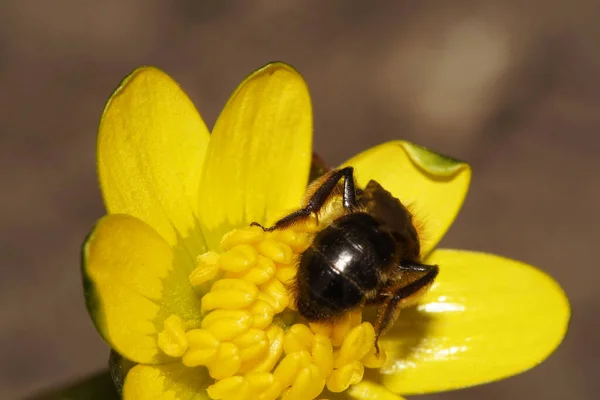 Makroaufnahme Hinter Einer Gestreiften Und Braunen Flauschigen Wilden Kaukasischen Biene — Stockfoto