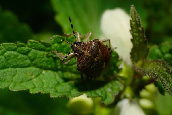 Close Front Fluffy Brown Berry Caucasian Bug Long Legs Antennae — Stock Photo, Image