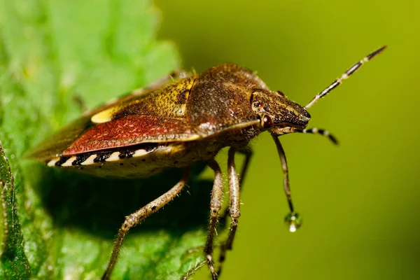 Close Side View Hairy Brown Berry Caucasian Bug Long Legs — Stock Photo, Image