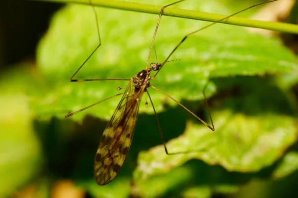 Vista Macro Cima Mosquito Caucasiano Pernas Longas Marrom Das Garras — Fotografia de Stock