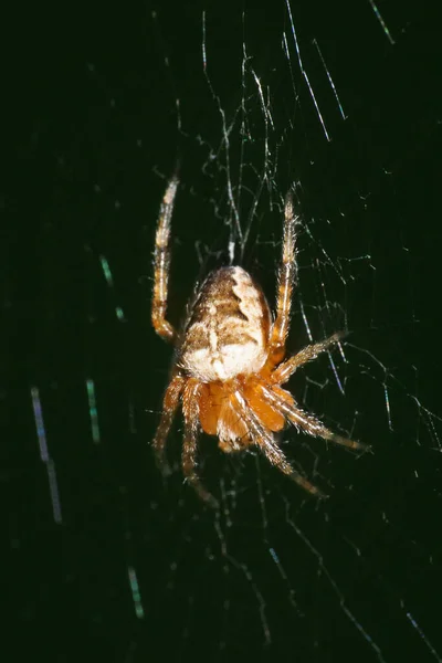 Macro Zicht Top Van Een Kleine Lichte Araneus Spin Zittend — Stockfoto