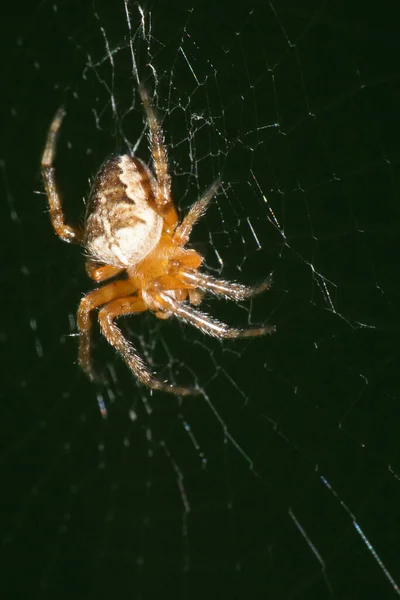 Makro Einer Kleinen Und Leichten Araneus Spinne Die Auf Einem — Stockfoto