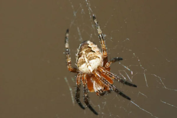 Makroaufnahme Auf Der Spitze Einer Flauschigen Kleinen Und Leichten Araneus — Stockfoto