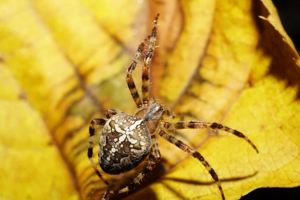 Makrovit Stor Färgad Spindel Araneus Sitter Gul Höst Löv Lind — Stockfoto