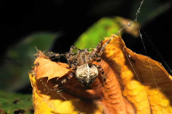 Macro Caucásico Araña Grande Araneus Sentado Tilo Hoja Otoño Amarillo — Foto de Stock