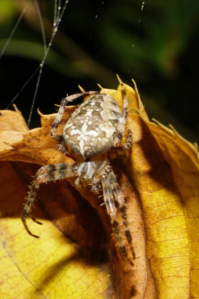 Macro front view caucasian colored large spider Araneus sitting on yellow autumn leaf linden