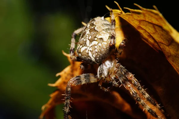 Close-up front view caucasian colored large spider Araneus in cobweb hanging on a yellow leaf linden