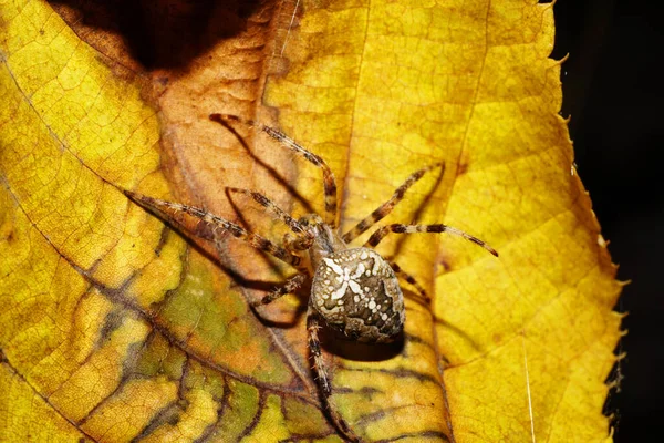 Macro Vista Superior Color Caucásico Araña Grande Araneus Con Piernas — Foto de Stock