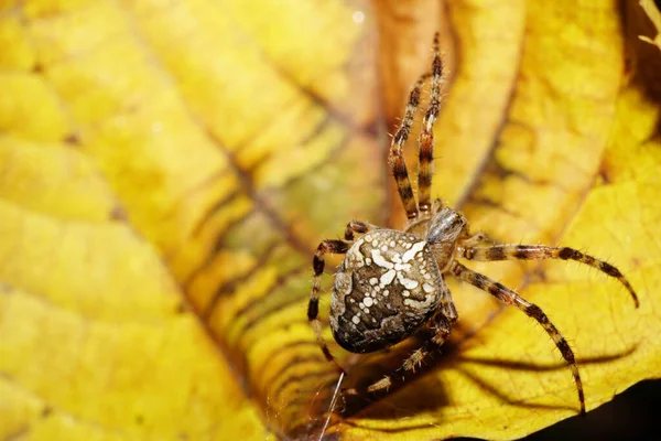 Macro Vista Parte Superior Una Gran Araña Araneus Caucásico Sentado — Foto de Stock