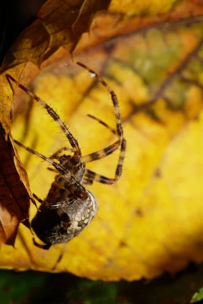 Macro front view caucasian colored large spider Araneus hiding under yellow and green leaves in autumn