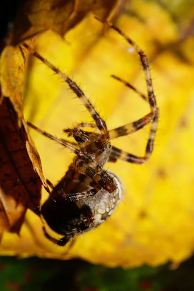 Makrofrontansicht Kaukasische Großspinne Araneus Mit Gestreiften Beinen Die Sich Herbst — Stockfoto