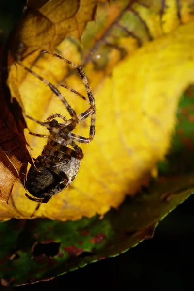 Makro Oldalnézet Fehér Nagy Színű Pók Araneus Csíkos Lábak Alatt — Stock Fotó