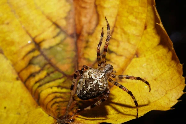 Makro Ovanifrån Kaukasiska Färgade Stora Spindel Araneus Sitter Gul Höst — Stockfoto