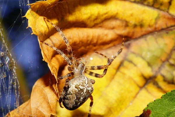 Vista Macro Topo Aranha Araneus Caucasiana Com Pernas Jogadas Lado — Fotografia de Stock