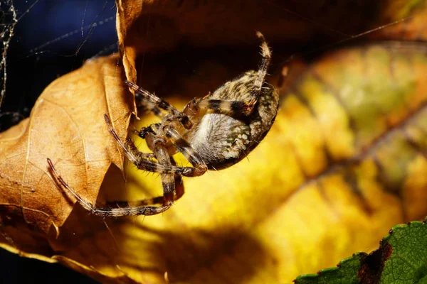 Macro Vista Sbokukavkazskogo Grande Aranha Fofa Araneus Com Pernas Listradas — Fotografia de Stock