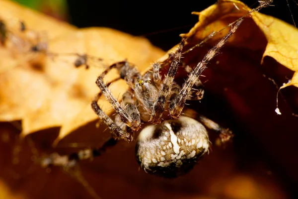 Macro view of the front and top of the Caucasian Araneus spider with legs, a yellow head part with the eyes, abdomen on cobweb behind cover of yellow-orange autumn leaf