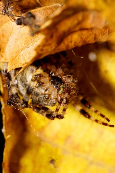 Macro fluffy Caucasian Araneus spider hiding in the shelter under the yellow swirling leaves and extraction at the cobweb