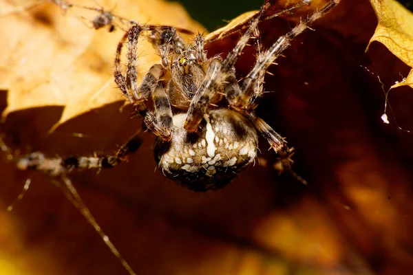 Macro view of the front and top razrisrvannogo Caucasian Araneus spider with legs, a yellow head part with the eyes, abdomen on cobweb behind cover in the autumn yellow leaves