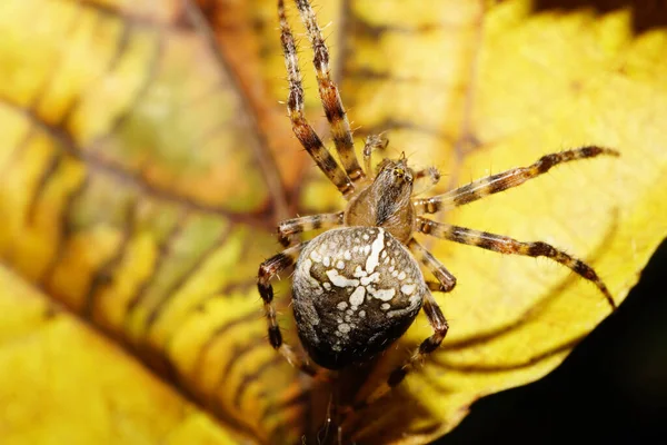 Macro Vista Superior Branco Colorido Grande Aranha Araneus Com Pernas — Fotografia de Stock
