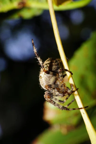 Macro Zijaanzicht Van Blanke Grote Pluizige Spin Araneus Opgeheven Gestreepte — Stockfoto