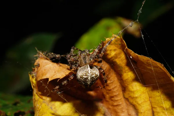 Macro view of the top and front of the Caucasian furry spider Araneus with legs hanging on cobweb in the shade of yellow-orange leaf