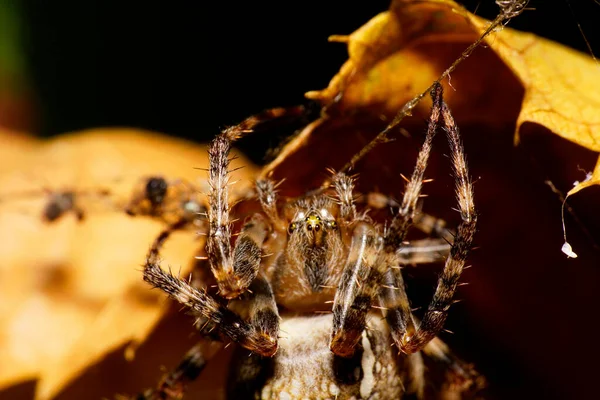Macro Frente Uma Aranha Fofa Araneus Caucasiano Entrincheirado Teia Aranha — Fotografia de Stock
