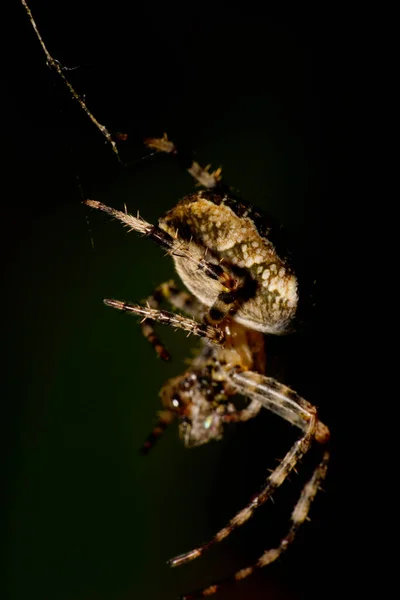 Vista Lateral Cerca Araña Peluda Caucásica Araneus Con Piernas Largas —  Fotos de Stock