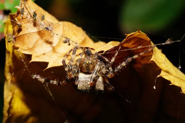 Macro front view caucasian fluffy spider Araneus with legs hanging on cobweb in the shade of yellow-orange leaf with prey