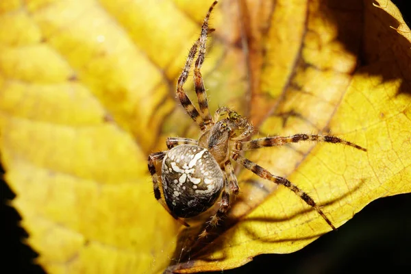 Macro Vista Superior Branco Colorido Grande Aranha Araneus Com Pernas — Fotografia de Stock