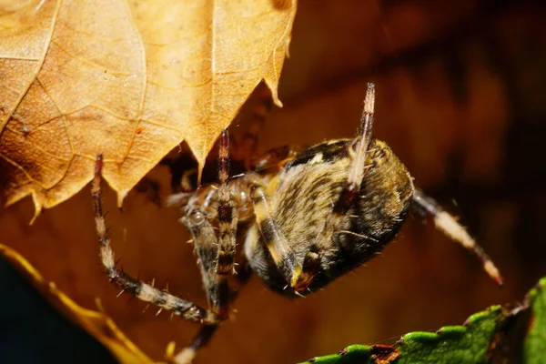 Macro Vista Lateral Araña Peluda Grande Caucásica Araneus Con Las — Foto de Stock