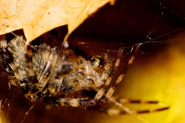 Macro Caucasiano Aranha Araneus Bolsa Suas Pernas Listradas Teia Aranha — Fotografia de Stock