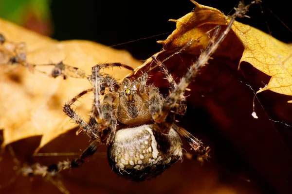 Vista Macro Parte Superior Araña Araneus Caucásica Con Patas Una — Foto de Stock