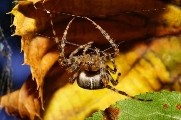 Macro front view caucasian Araneus spider with legs hanging on cobweb in the shelter of a twisted yellow autumn lea