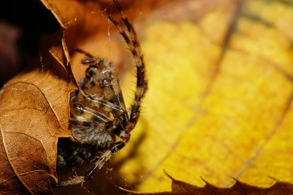 Macro Zicht Van Onderen Kaukasische Grote Spin Araneus Met Hangende — Stockfoto