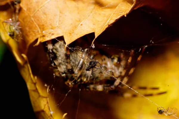 Macro of extraction on the cobweb fluffy Caucasian Araneus spider hiding in the shelter under the yellow swirling leaves