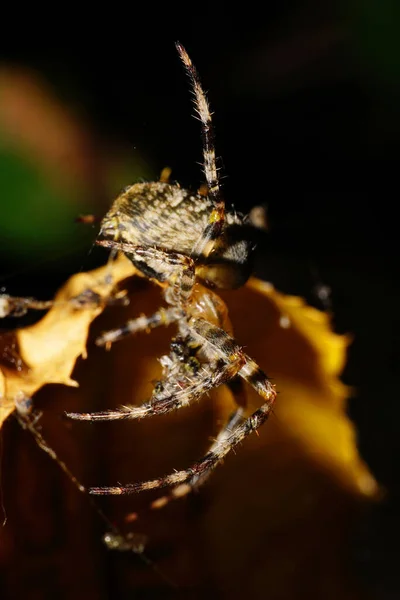 两条腿的扭曲的 装饰过的高加索蜘蛛的近景侧影 黄色的弹头 黄叶上有眼睛 — 图库照片