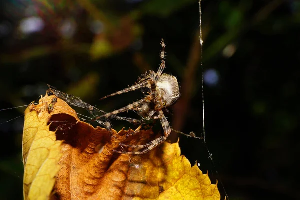 Macro front view ornamented Caucasian Araneus spider with legs, yellow warhead with eyes, braiding cobweb on a yellow leaf