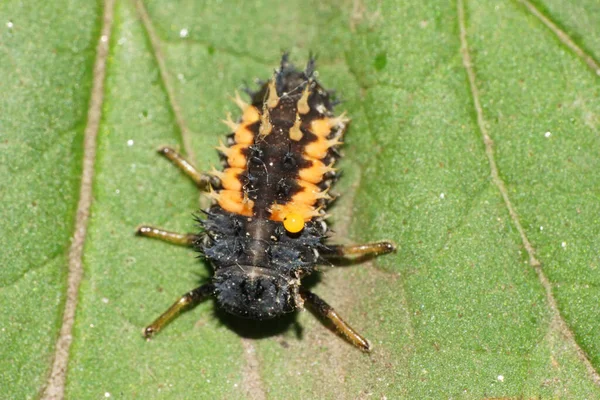 Makro Ovanifrån Fluffig Larv Kaukasiska Gula Nyckelpiga Sitter Gröna Blad — Stockfoto