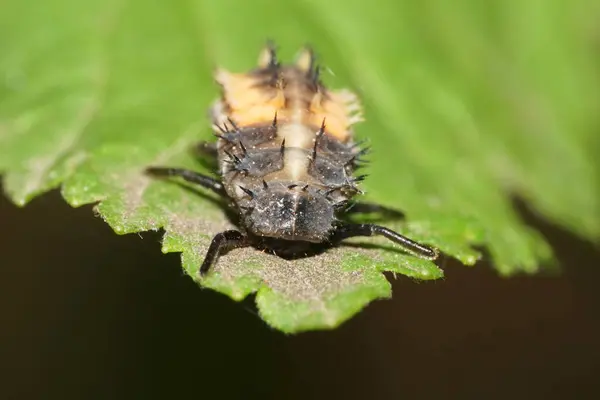 Macro View Front Black Yellow Fluffy Larva Caucasian Ladybug Sitting — Stock Photo, Image