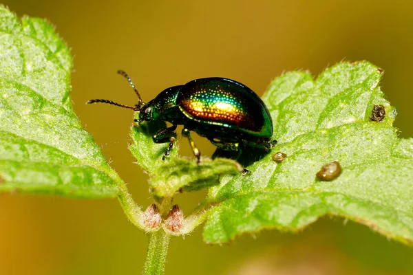 Close Green Orange Greater Caucasus Small Green Beetle Long Legs — Stock Photo, Image