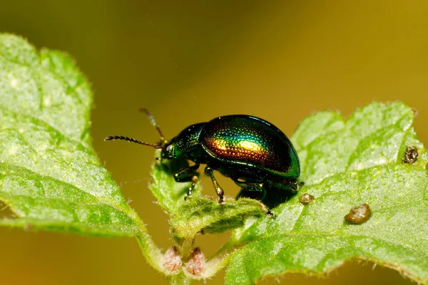 Makro Seitenansicht Des Großkaukasus Kleiner Grüner Käfer Mit Langen Beinen — Stockfoto