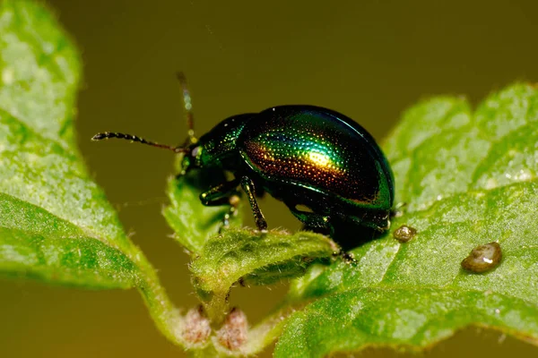 Makro Großkaukasus Kleiner Grüner Käfer Mit Langen Beinen Und Fühlern — Stockfoto