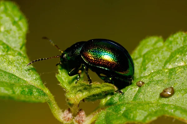 Makro Großkaukasus Kleiner Grüner Käfer Mit Langen Fühlern Und Beinen — Stockfoto