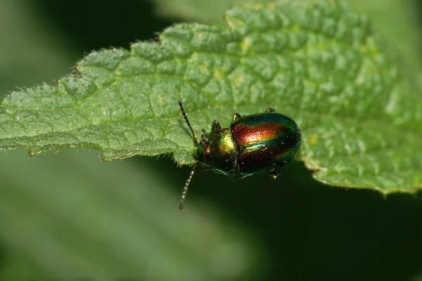 Macro Small Green Red Caucasian Beetle Chrysomelids Sitting Green Leaf — Stock Photo, Image